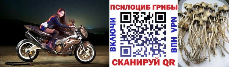 Купить где  Зеленоградск  Псилоцибиновые грибы мицелий 